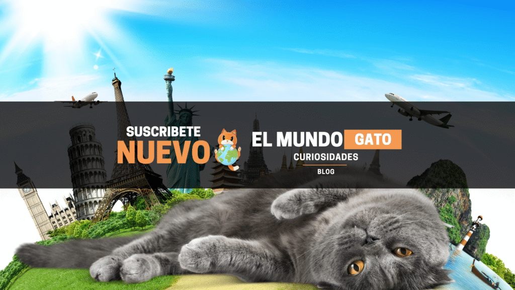 El mundo gato blog